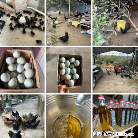油茶园从小鸡仔开始养起的纯土鸡、土鸡蛋可以预定啦!还有前几天刚榨的纯山茶油哦 - 美食天地 - 泰州生活社区 - 泰州28生活网 taizhou.28life.com