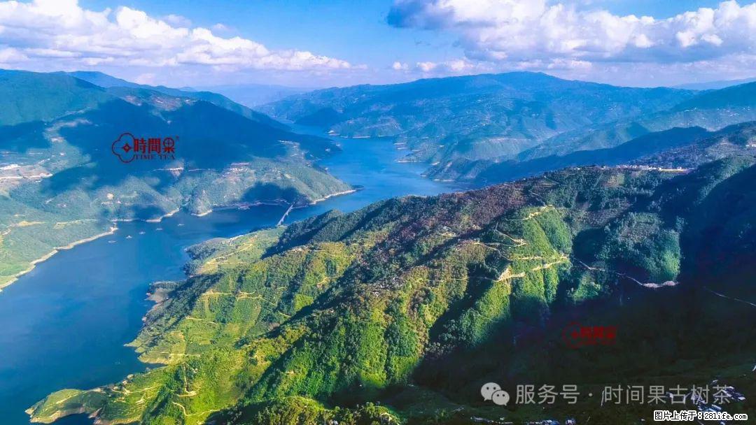 时间果百年古树龙珠普洱生茶 - 购物交流 - 泰州生活社区 - 泰州28生活网 taizhou.28life.com