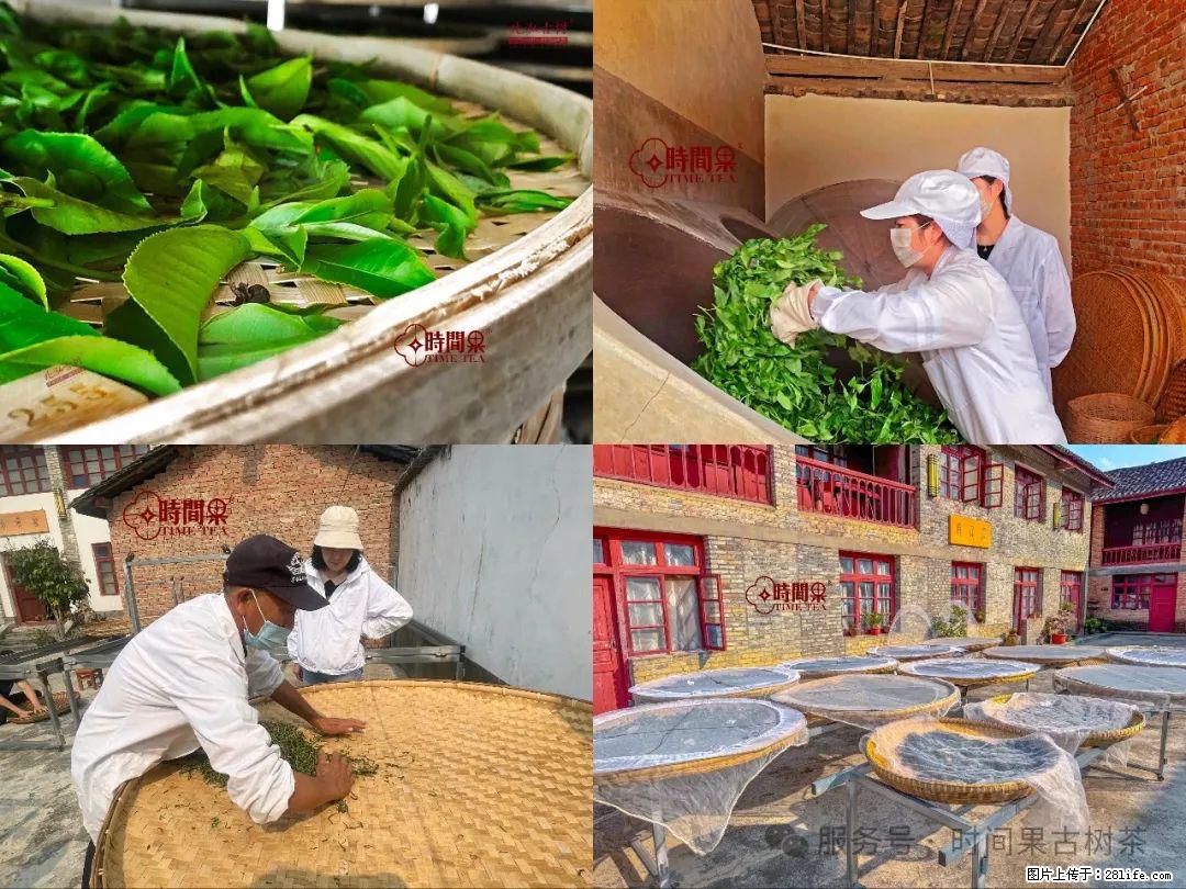 时间果百年古树龙珠普洱生茶 - 购物交流 - 泰州生活社区 - 泰州28生活网 taizhou.28life.com