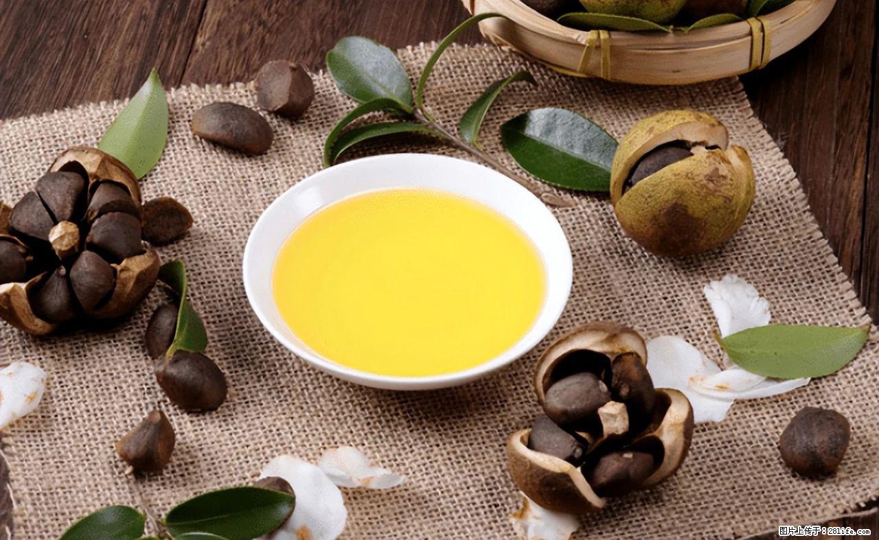 揭秘茶油的5大核心营养成分！被称为人体健康的“守护盾”！ - 泰州生活资讯 - 泰州28生活网 taizhou.28life.com