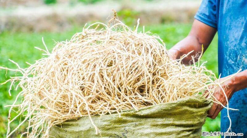 堪称“最难吃”的蔬菜,却是 “抗辐射神器”,还能护肺、清热、止咳化痰! - 泰州生活资讯 - 泰州28生活网 taizhou.28life.com