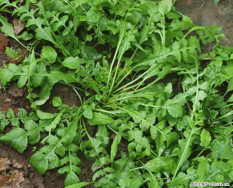 这些蔬菜是“天然钙片”，这6种被医生重点推荐 - 泰州生活资讯 - 泰州28生活网 taizhou.28life.com
