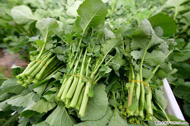 这些蔬菜是“天然钙片”，这6种被医生重点推荐 - 泰州生活资讯 - 泰州28生活网 taizhou.28life.com